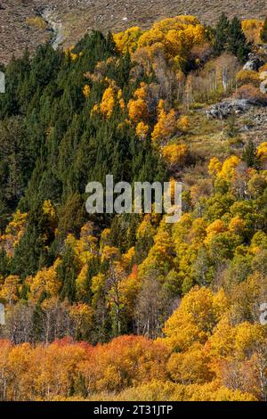 Die Herbstfarben rund um den June Lake Loop in Mono County, CA, USA, ziehen Touristen aus aller Welt an. Stockfoto