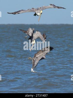 Tauchen brauner Pelikan (Pelecanus occidentalis), digitale Sequenz, Galveston, Texas, USA. Stockfoto