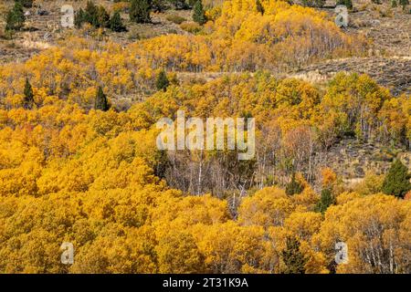 Die Herbstfarben rund um den June Lake Loop in Mono County, CA, USA, ziehen Touristen aus aller Welt an. Stockfoto
