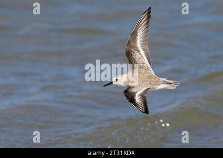 Sanderling (Calidris alba) fliegt über den Ozean, Galveston, Texas, USA. Stockfoto