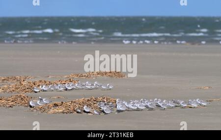 Sanderlinge (Calidris alba), die sich vor starkem Wind hinter Seegrasstapeln am Meeresstrand in Galveston, Texas, USA, verstecken. Stockfoto