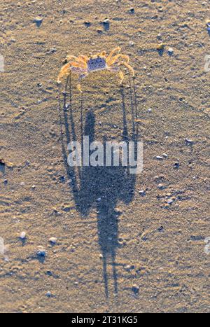 Jungfische Atlantische Geisterkrabbe oder Sandkrabbe (Ocypode quadrata) und ihr Schatten auf Sand am Strand vor Sonnenuntergang, Galveston, Texas, USA. Stockfoto