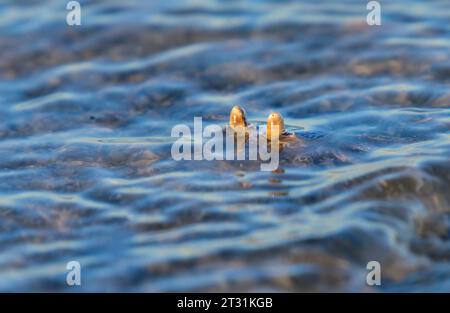 Periskope: Junge Atlantische Geisterkrabbe oder Sandkrabbe (Ocypode quadrata) erstreckt sich über dem Wasserspiegel in der Nähe der Meeresküste in Galveston, Texas Stockfoto