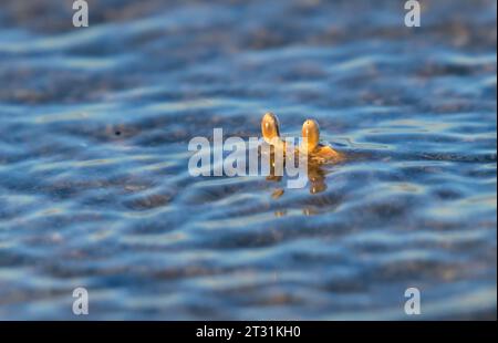 Periskope: Junge Atlantische Geisterkrabbe oder Sandkrabbe (Ocypode quadrata) erstreckt sich über dem Wasserspiegel in der Nähe der Meeresküste in Galveston, Texas Stockfoto