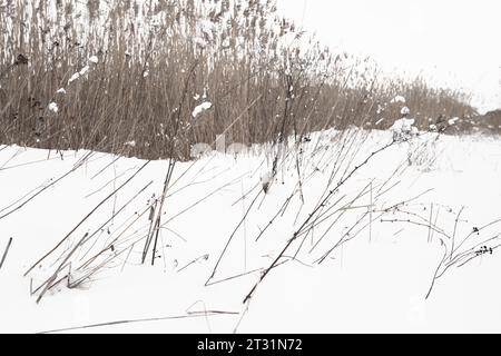 Gefrorenes trockenes Küstengras und Schilf in weißem Schnee an einem Wintertag, natürliches Hintergrundfoto an der Küste des Finnischen Golfs Stockfoto