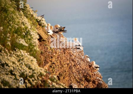 Das nördliche Tölpel auf der Insel Helgoland, Deutschland. Stockfoto