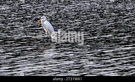 Einsamer Weißreiher, der in plätscherndem Wasser auf dem See im Breitbildformat steht Stockfoto