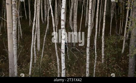 Mann im Birkenhain. Lager. Ein Mann, der durch die Sommervegetation im Wald weht. Stockfoto