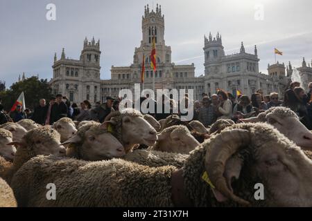 Madrid, Spanien. Oktober 2023. Auf der Plaza de Cibeles zirkuliert eine Schafherde während des Wanderfestes im Zentrum von Madrid. Ein weiteres Jahr überquerten die Schafe das Zentrum von Madrid in einer neuen Ausgabe des Transhumance Festivals. Das Festival wird seit 1994 gefeiert und füllt die Hauptschlagadern der spanischen Hauptstadt mit Schafen, um eine umfangreiche Tierhaltung als Instrument zur Erhaltung der biologischen Vielfalt und zur Bekämpfung des Klimawandels zu rechtfertigen. In diesem Jahr sind etwa 1.100 Schafe durch das Zentrum der Hauptstadt gezogen. Quelle: SOPA Images Limited/Alamy Live News Stockfoto