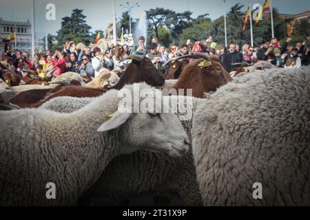 Madrid, Spanien. Oktober 2023. Auf der Plaza de Cibeles zirkuliert eine Schafherde während des Wanderfestes im Zentrum von Madrid. Ein weiteres Jahr überquerten die Schafe das Zentrum von Madrid in einer neuen Ausgabe des Transhumance Festivals. Das Festival wird seit 1994 gefeiert und füllt die Hauptschlagadern der spanischen Hauptstadt mit Schafen, um eine umfangreiche Tierhaltung als Instrument zur Erhaltung der biologischen Vielfalt und zur Bekämpfung des Klimawandels zu rechtfertigen. In diesem Jahr sind etwa 1.100 Schafe durch das Zentrum der Hauptstadt gezogen. Quelle: SOPA Images Limited/Alamy Live News Stockfoto