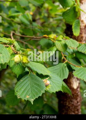 Detaildarstellung von Haselnüssen, die an einem Zweig eines gewöhnlichen Haselbaums (Corylus avellana) hängen, mit verschwommenem Hintergrund Stockfoto