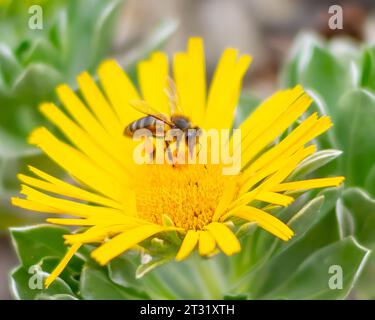 Nahaufnahme einer Biene, die Nektar von einer Löwenzahnblüte sammelt. An einem seiner Beine ist bereits eine große Nektarkugel gesammelt. Stockfoto