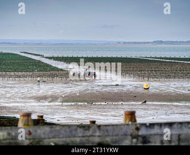 Nur redaktionelle Verwendung – Whitstable Austernbetten mit einem Traktor und Fischern, die am Tagesfang arbeiten, Whitstable, Kent UK Stockfoto