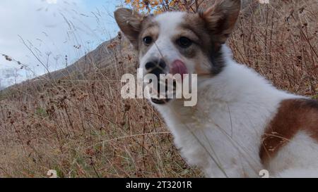 Ein richtiger Freund auf einem Campingausflug. Kreativ. Ein weißer Hund mit orangefarbenen Flecken, der im Herbst draußen gefilmt wurde und Wurst isst. Stockfoto