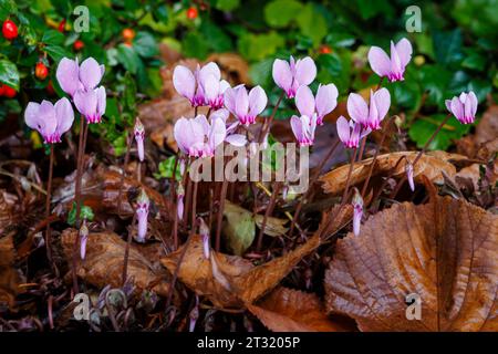 Hübsche malvenfarbene Blüten des herbstblühenden Cyclamen Hederifolium mit Regentropfen blühen zwischen braunen gefallenen Blättern in Surrey, Südosten Englands Stockfoto