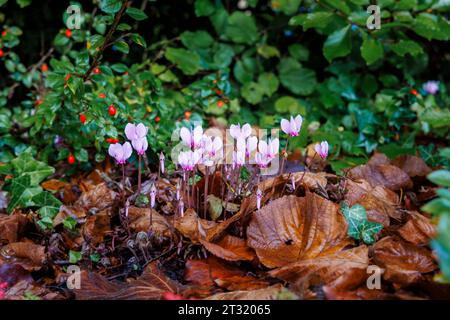 Hübsche malvenfarbene Blüten des herbstblühenden Cyclamen Hederifolium mit Regentropfen blühen zwischen braunen gefallenen Blättern in Surrey, Südosten Englands Stockfoto