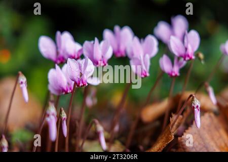 Hübsche malvenfarbene Blüten des herbstblühenden Cyclamen Hederifolium mit Regentropfen blühen zwischen braunen gefallenen Blättern in Surrey, Südosten Englands Stockfoto