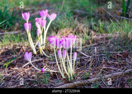 Colchicum Speciosum (Herbstkrokus) in Blüte im RHS Garden Wisley, Surrey, Südosten Englands im frühen Herbst Stockfoto