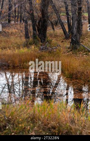 Inglewood Vogelschutzgebiet im Herbst. Calgary Alberta Kanada. Stockfoto