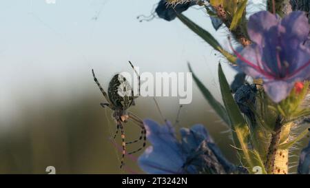 Große Spinne im Netz mit Blume im Sommer. Kreativ. Nahaufnahme von Spinnen im Netz mit Farbe. Tarantel auf Spinnennetz im Feld mit Blumen am Sommertag Stockfoto