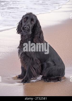 Schwarzer Cocker Spaniel, der während der Ferien am Strand sitzt Stockfoto
