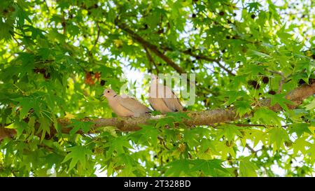 Ein paar eurasische Tauben mit Kragen (Streptopelia Decocto), die auf einem Süßgummizweig sitzen Stockfoto