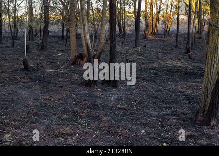 Baumstämme und Asche nach einem großen Waldbrand. Brandgefahr während der Trockenzeit. Stockfoto