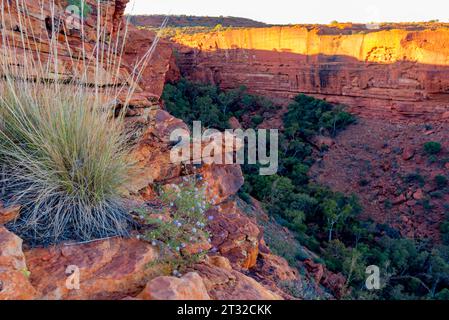 Am Rande des Rim Walk am Kings Canyon (Watarrka) im Northern Territory, Australien, kleben Parakeelya-Blüten und Spinifex in der Wüste Stockfoto