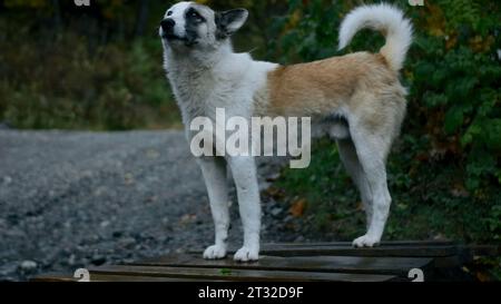 Hunde- und Knabenbeine in der Nähe von grünen Bäumen und Büschen. Kreativ. Ein Teenager, der mit seinem Hund auf dem Land läuft. Stockfoto