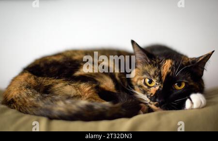 Porträt einer Gelbäugigen Tortie-Katze Stockfoto