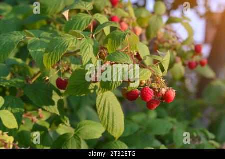 Zweig reifer Himbeeren im Garten an einem sonnigen Sommertag. Bio-Gartenkonzept. Stockfoto