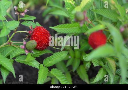 Tibetische Rosenblätter Himbeere, auch bekannt als Rosenlaubenbrombeere, Fingerhut oder miao miao. Rote reife Beeren zwischen grünen Blättern. Stockfoto