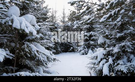 Fabelhafter Winterwald. Clip. Schneebäume mit grünen Nadeln von Schneewehen gefegt. Stockfoto