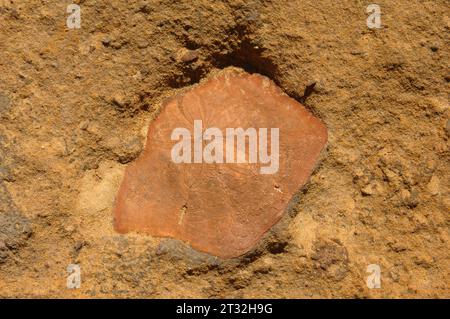 Fossil der Muschel in Gesteinen. Yehliu Geopark, New Taipei City, Taiwan. Stockfoto