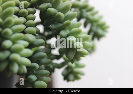 Pflanzen Sie Sedum Burrito oder Sedum Morganianum, im Volksmund bekannt als Mädchenfinger, Mädchenfinger oder Eselschwanz. Es ist eine saftige Pendelpflanze. Stockfoto