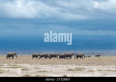 Afrikanische Elefantenherde reist durch die Trockengebiete des Amboseli-Nationalparks, Kenia, auf der Suche nach Nahrung und Wasser während der Trockenzeit Stockfoto