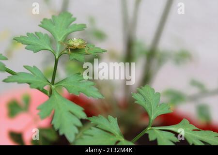 Stinkkäfer Nezara Viridula, aus der Familie der Pentatomiden, auf dem Blatt einer Petersilienpflanze in einem Gemüsegarten. Insekten, die im Volksmund als grüne Stinkwanze bekannt sind Stockfoto