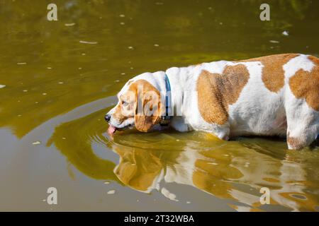 Ein braun-weiß beschichteter Beagle-Hund, der Wasser aus einem schlammigen Teich plätschert, Heather Farm Wetland, Horsell Common, Woking, Surrey, beliebt bei Hundeschlittengehern Stockfoto