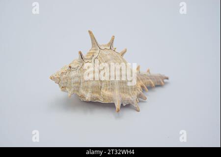 Weiße Muschelschale mit Orangen isoliert auf weißem Hintergrund mit Beschneidungspfad. Ramose murex, verzweigte Murex. Wissenschaftlicher Name: Chicoreus ramosus ist A Stockfoto