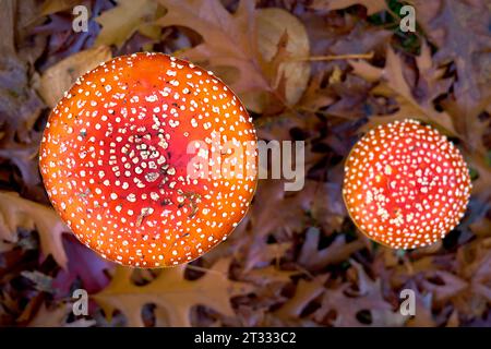 Wild Amanita Muscaria Pilze Von Oben. Rote Amanita Muscaria Pilze, die in der Wildnis wachsen. Stockfoto