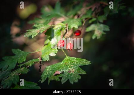 Bild der Beeren der Hunderose. Rosa canina, allgemein bekannt als die Hunderose, ist eine in Europa im Nordwesten beheimatete wilde Rosenart Stockfoto