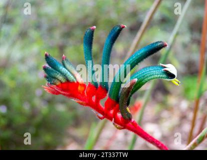 Blumen des rot-grünen Känguru Paw (Anigozanthos manglesii) Western Australia Botanic Garden. Kings Park, Perth, Australien. Stockfoto