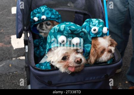 Bella vorne ist ein maltesischer chihuahua-Mix. Herman ist der kleine Shih Tzu, und dann liegt Edith da hinten, während die pekingesen alle als Kraken für die 33. Jährliche Tompkins Square Halloween Dog Parade im Tompkins Square Park am 21. Oktober 2023 verkleidet sind. (Foto: Gordon Donovan) Stockfoto