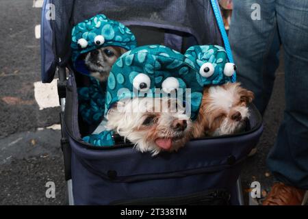 Bella vorne ist ein maltesischer chihuahua-Mix. Herman ist der kleine Shih Tzu, und dann liegt Edith da hinten, während die pekingesen alle als Kraken für die 33. Jährliche Tompkins Square Halloween Dog Parade im Tompkins Square Park am 21. Oktober 2023 verkleidet sind. (Foto: Gordon Donovan) Stockfoto