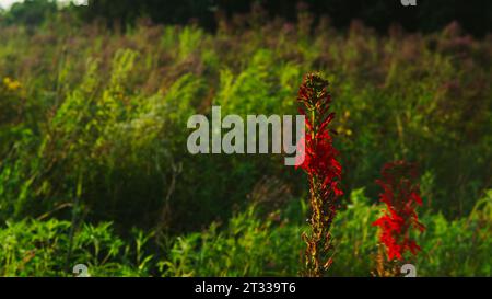 Lebhafte rote Kardinalblumen und ein Meer aus blauem Eisenkraut gedeihen in einer hohen Grasprärie an einem idyllischen Sommernachmittag. Stockfoto