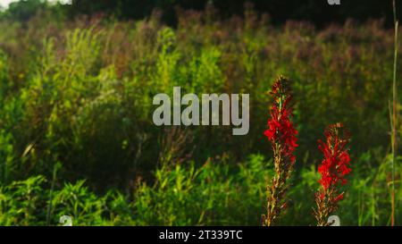 Lebhafte rote Kardinalblüten und in einem Feld aus blauem Eisenkraut gedeihen auf einer hohen Grasprärie an einem windgepeitschten Sommernachmittag. Stockfoto