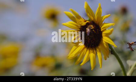 Honigbienen und ein eintreffender Soldatenkäfer werden von dieser weidenblättrigen Sonnenblume in einem Feld mit Prärieblüten auf den Great Plains in Kansas angezogen. Stockfoto