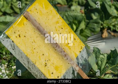 Bauern verwenden im Gemüsegarten gelbe Haftkarten-Insektenfallen Pflanzenschädlinge. Ökologische Landbautechnik. Stockfoto