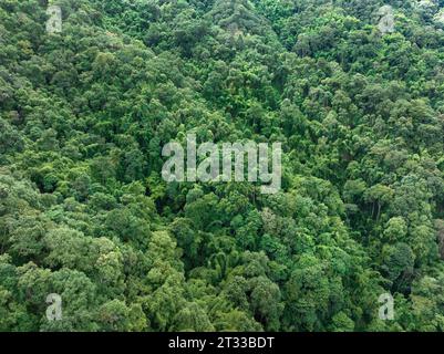 Tropische Wälder können große Mengen an Kohlendioxid aus der Atmosphäre aufnehmen. Stockfoto