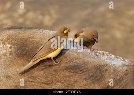 Rotschnabelspecht (Buphagus erythrorhynchus) auf einem Büffel, Kruger-Nationalpark, Südafrika Stockfoto